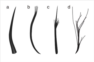 The four feather types described in the new study: filaments, filament bunches, tufted filament, down feather.